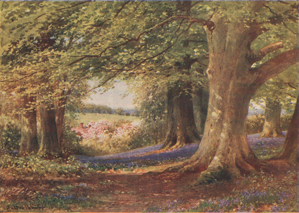 Beeches and Bluebells, Buckinghamshire, by Harold Sutton Palmer 1929 print